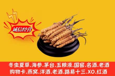 邢台市内丘名酒回收冬虫夏草.jpg
